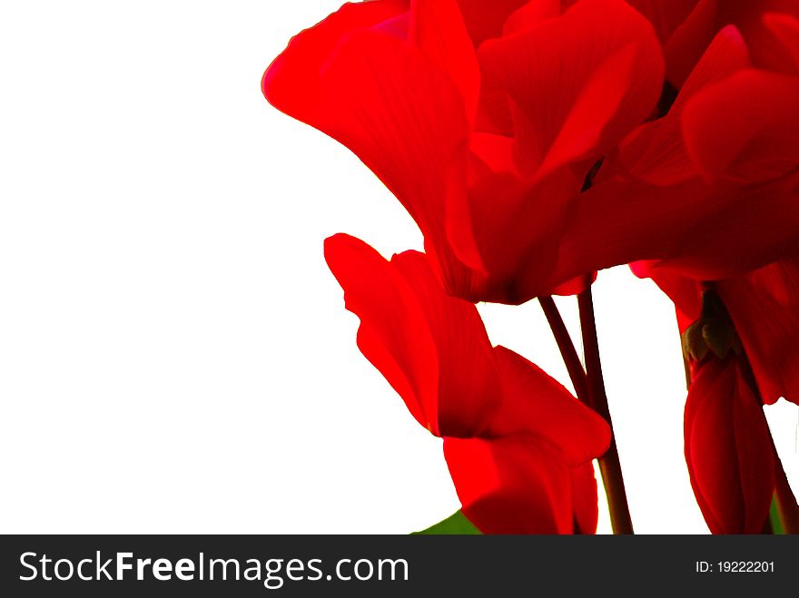 Blooming red Cyclamen cyprium blossoms