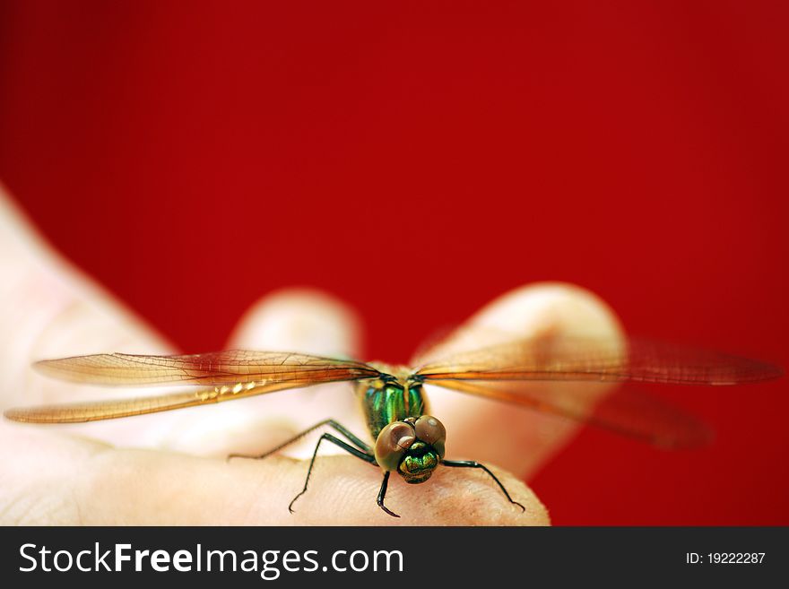 Electric Dragonfly