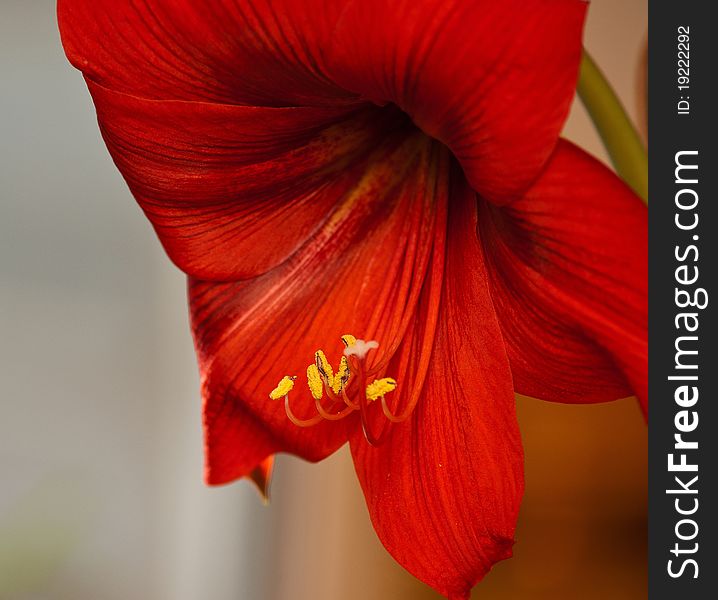 Beautiful Home Amaryllis Flower