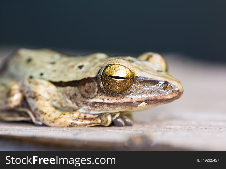 Close up of Frog in nature