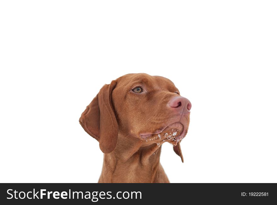 A close-up shot of a Hungarian Vizsla dog with snow on its chin and a grey sky in the background. Selective focus. A close-up shot of a Hungarian Vizsla dog with snow on its chin and a grey sky in the background. Selective focus.