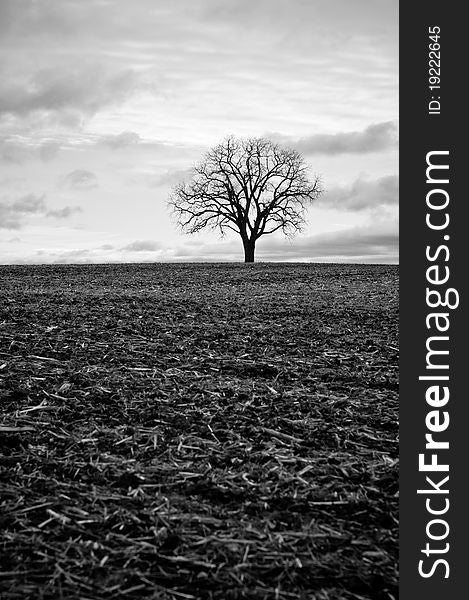 A black and white photo of a single tree standing in an empty farm field in autumn. A black and white photo of a single tree standing in an empty farm field in autumn.