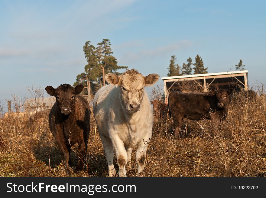 Three cows stand in a field on a farm. Three cows stand in a field on a farm.