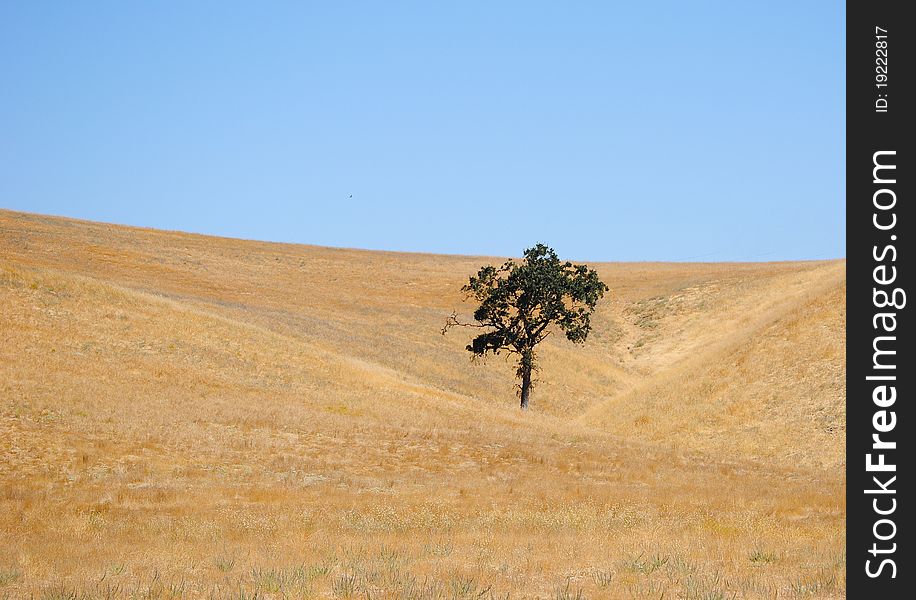 A lone tree in barren Southern California landscape. A lone tree in barren Southern California landscape.