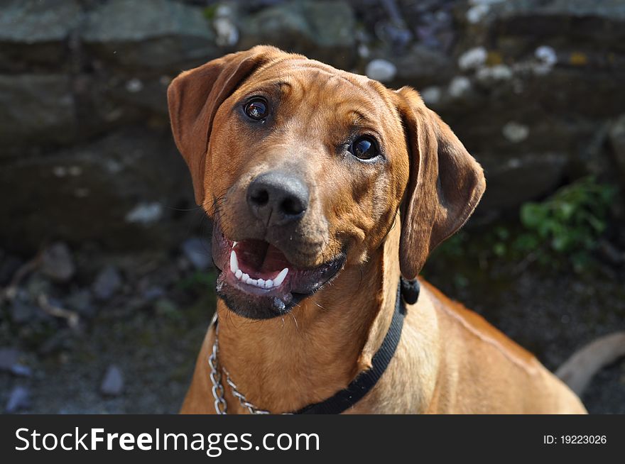 Photo of a young african ridgeback pup
