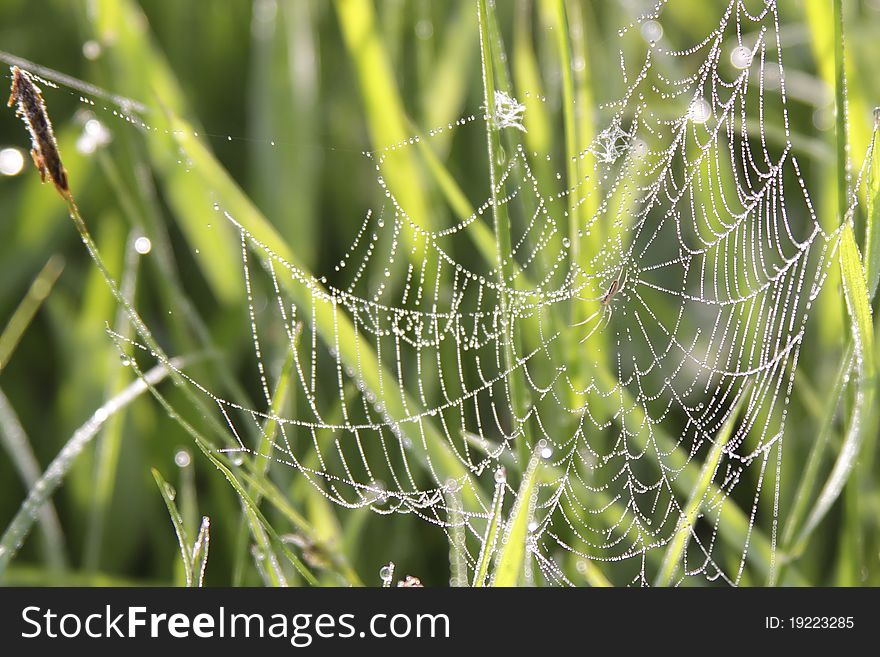 Spider on cobweb, in the early morning at sunrise.