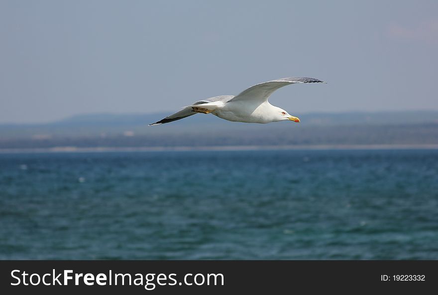 Seagull above the sea