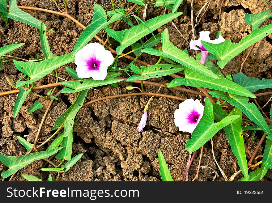 Swamp Morning Glory