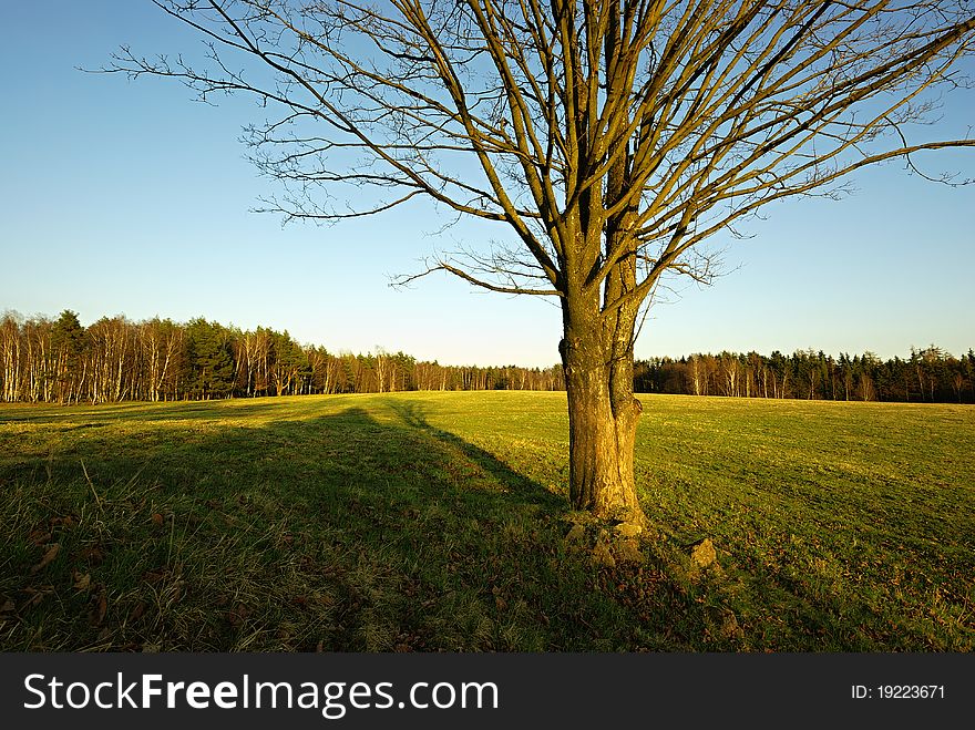 Tree In Countryside
