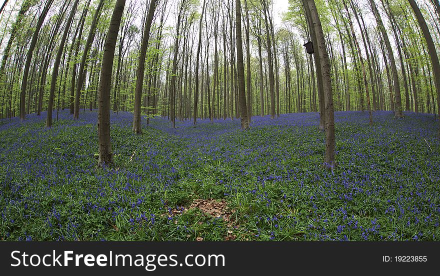 Hallerbos