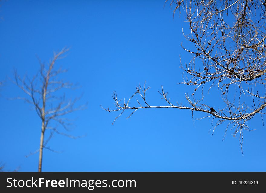 Bare pine tree with a bird