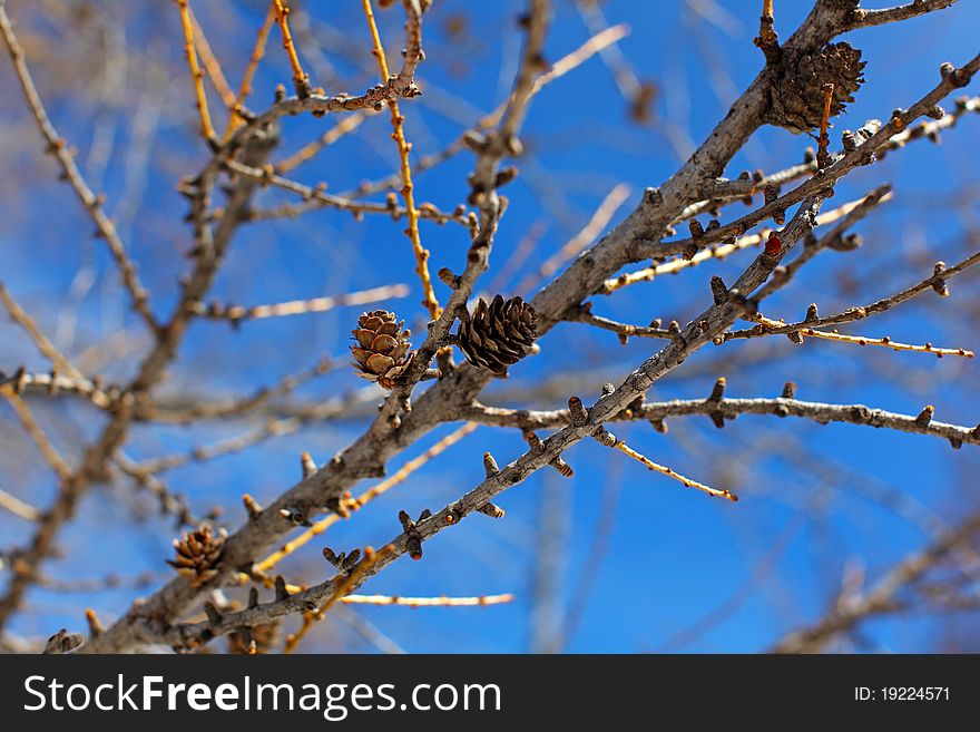 Pine tree branch with shoot in the winter. Pine tree branch with shoot in the winter