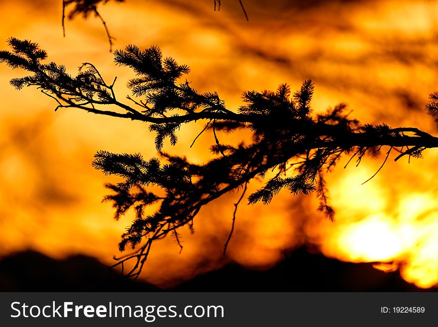 Fir tree branch in the mountains during the sunset. Fir tree branch in the mountains during the sunset