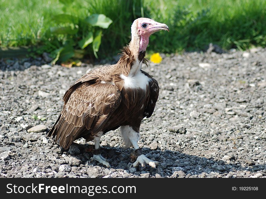 A hooded vulture walking in the sun