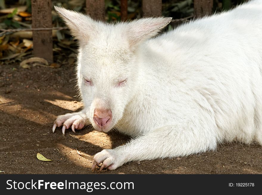 Baby Albino Kangaroo