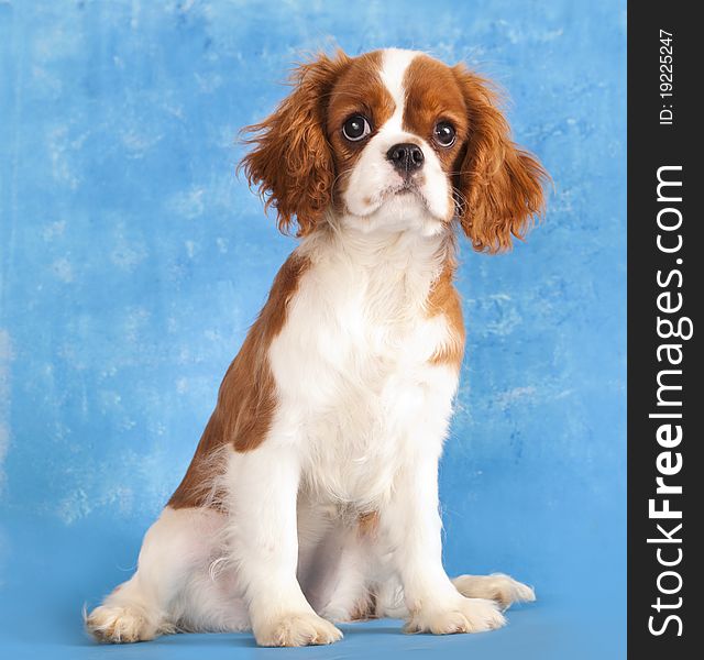 Cavalier King Charles Spaniel puppy on a blue background