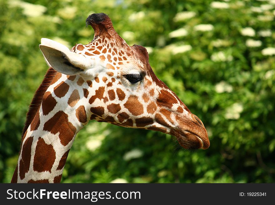 A young giraffe head detail.