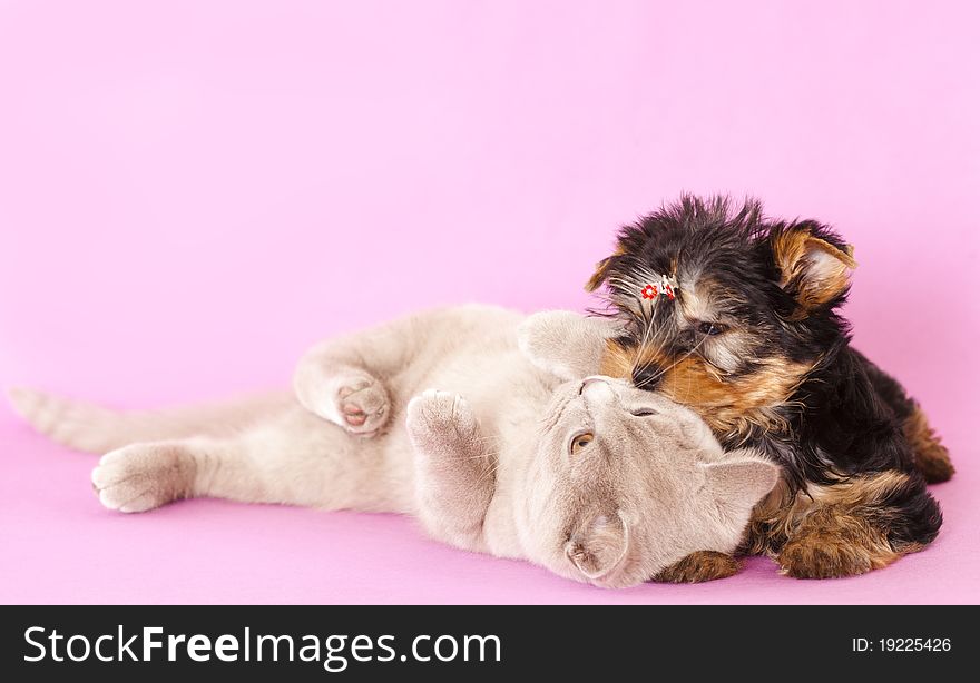 British kitten rare color (lilac) and puppy Yorkshire Terrier. British kitten rare color (lilac) and puppy Yorkshire Terrier