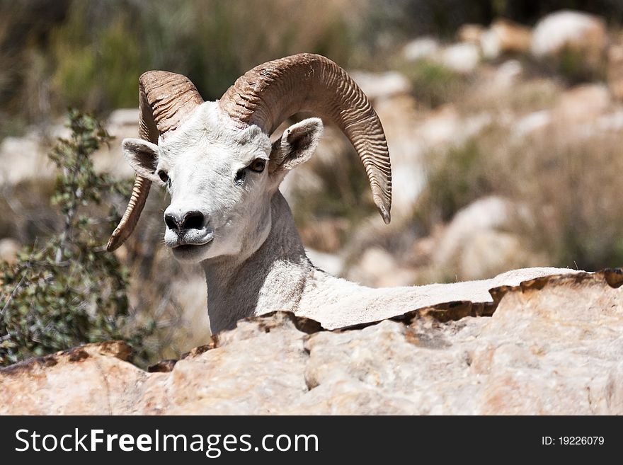 Albino Bighorn Ram Sheep in Red Rock Canyon Nevada