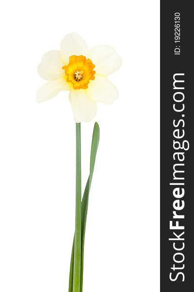 Narcissus flower located on a white background. Narcissus flower located on a white background.