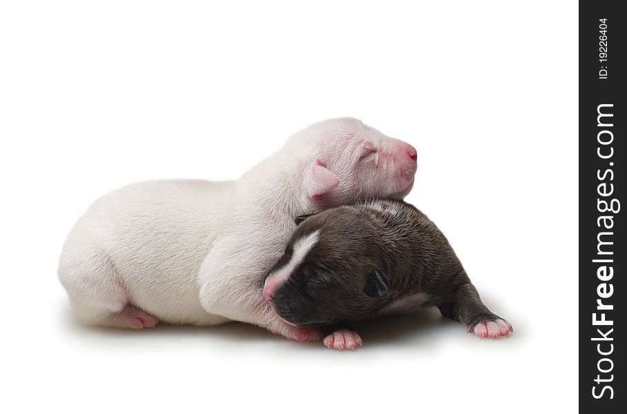 Two little puppies on the isolated background. Two little puppies on the isolated background