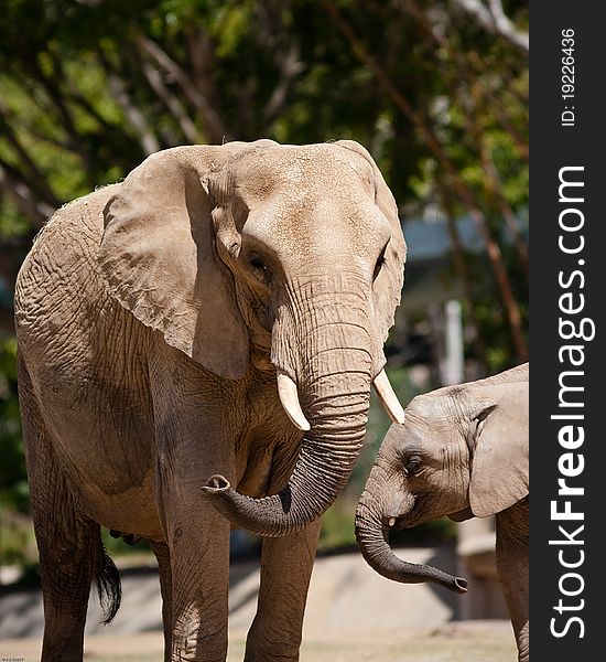 African elephants in captivity at a zoo