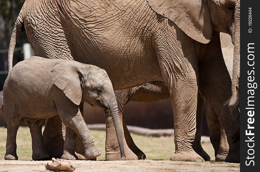 African elephants in captivity at a zoo