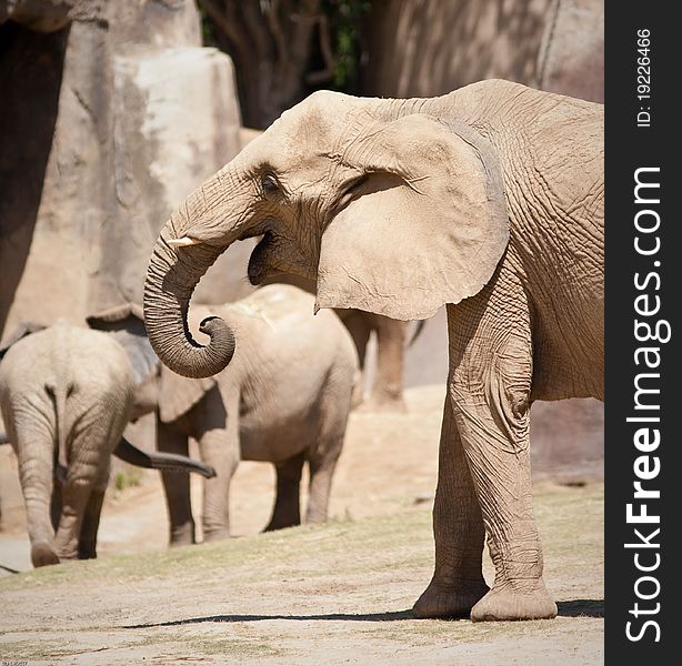 African elephants in captivity at a zoo