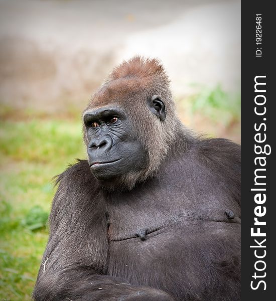 Gorilla in captivity at a zoo. Gorilla in captivity at a zoo