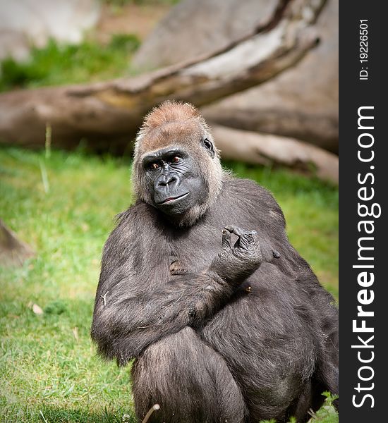 Gorilla in captivity at a zoo. Gorilla in captivity at a zoo