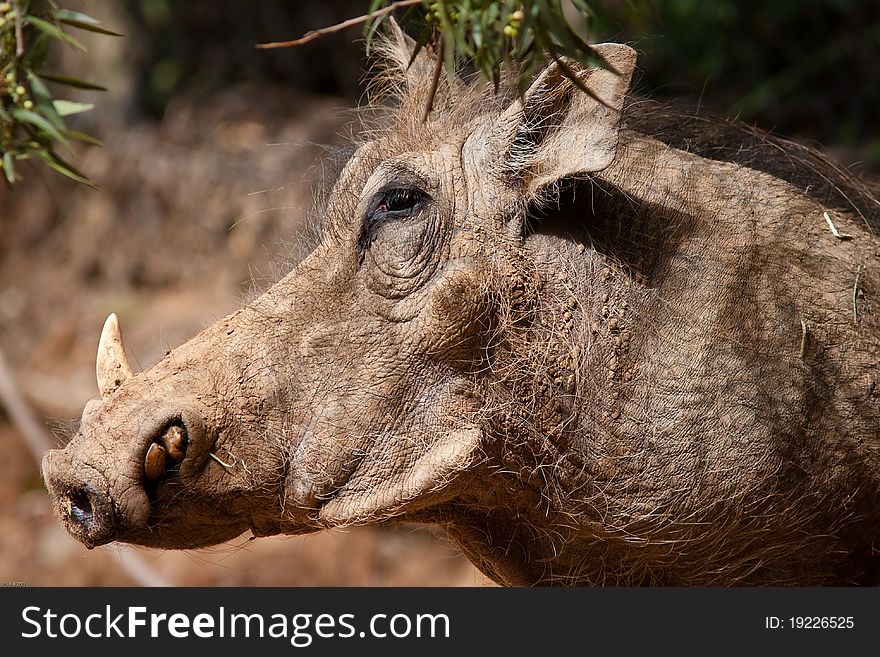 Warthog in captivity at a zoo