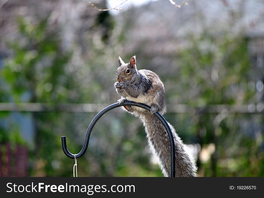 Gray squirrel perches on a bird feeder pole