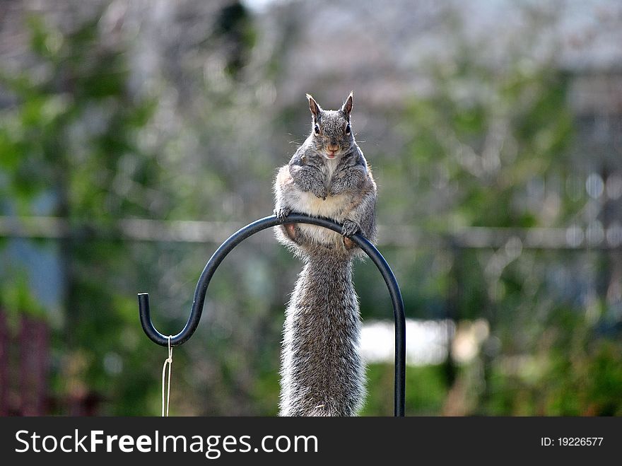 Gray squirrel perches on a bird feeder pole