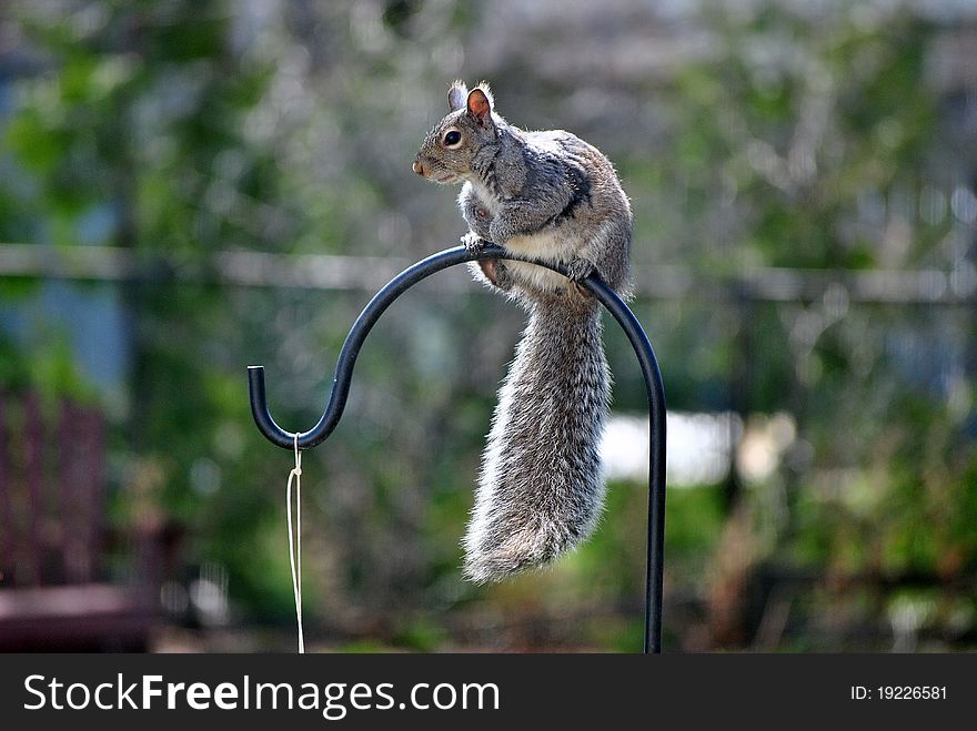 Gray squirrel perches on a bird feeder pole