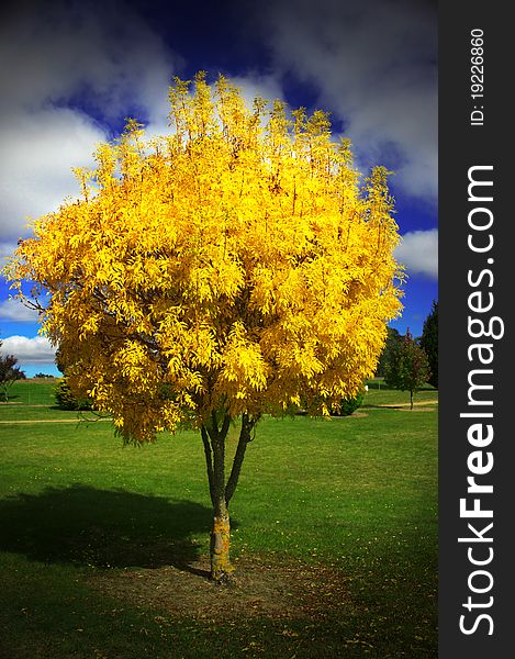 A yellow leaved tree on green grass and blue sky. A yellow leaved tree on green grass and blue sky.