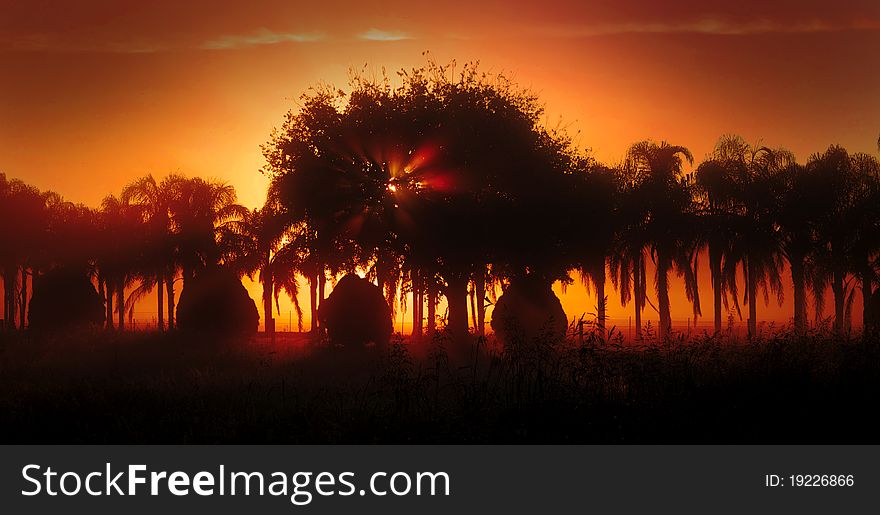 Sunthrough Fog And Palm Trees