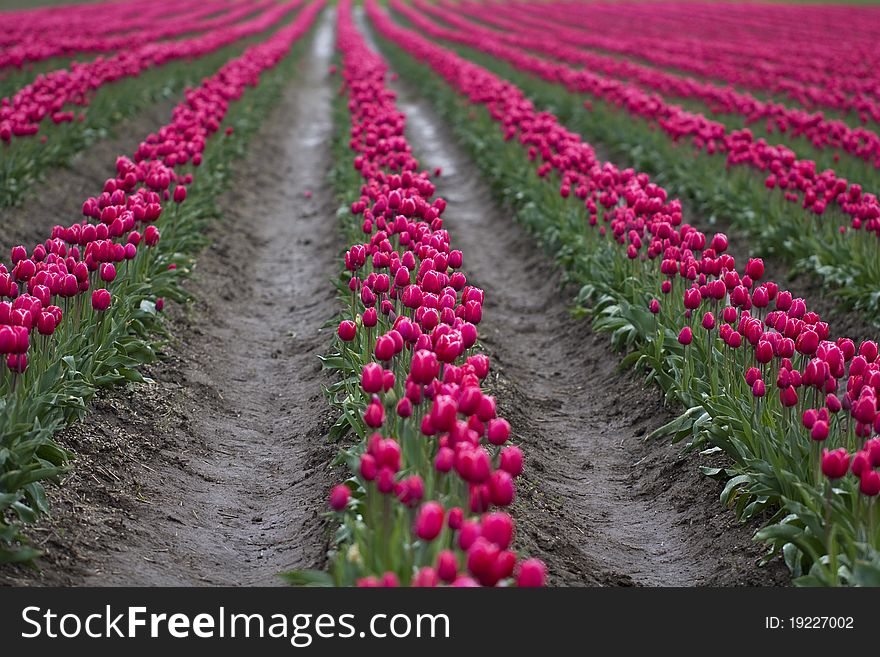 Rows of pink tulips are on display and ready for picking in the Skagit Valley, Washington. Rows of pink tulips are on display and ready for picking in the Skagit Valley, Washington.