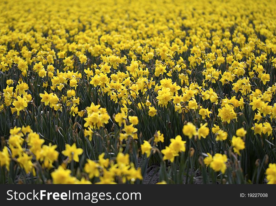 Blooming daffodils on display and ready for picking in Western Washington's Skagit Valley. Blooming daffodils on display and ready for picking in Western Washington's Skagit Valley.