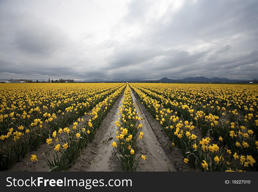 Rows of blooming daffodils on display and ready for picking in Western Washington's Skagit Valley. Rows of blooming daffodils on display and ready for picking in Western Washington's Skagit Valley.