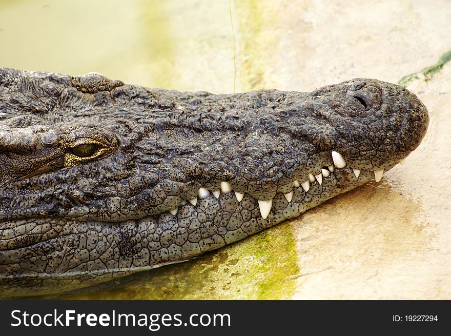 The face of a crocodile in focus. The face of a crocodile in focus