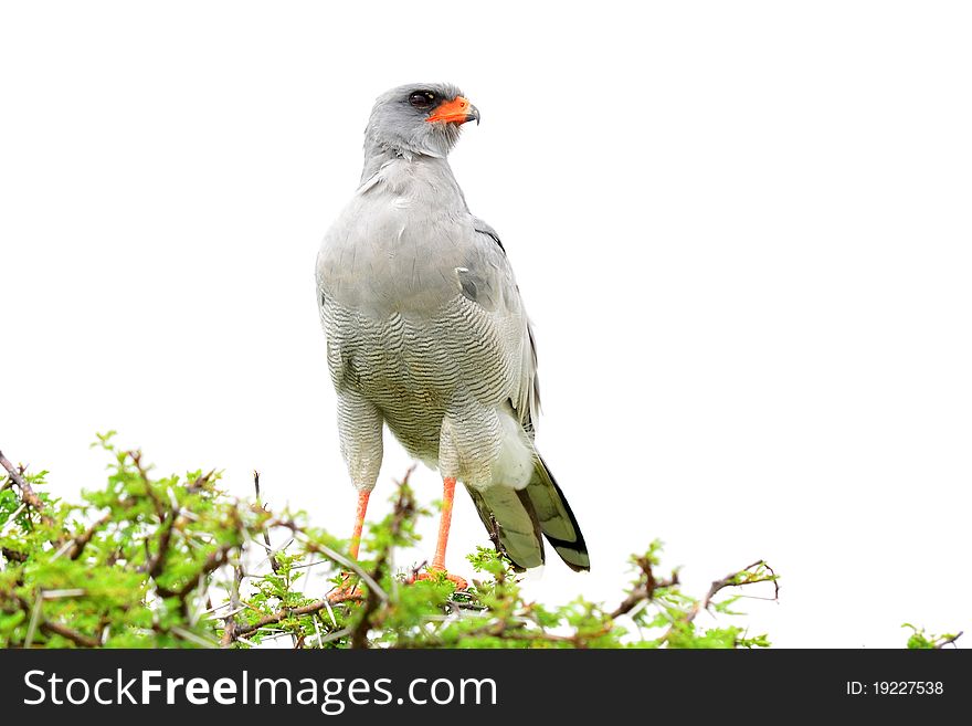 The (Southern) Pale Chanting Goshawk (Melierax canorus) is a bird of prey in the family Accipitridae. This hawk breeds in southern Africa. The (Southern) Pale Chanting Goshawk (Melierax canorus) is a bird of prey in the family Accipitridae. This hawk breeds in southern Africa.