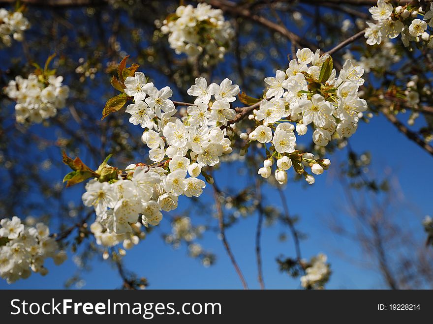 Cherry branch is blossoming with white flowers against the blue sky. There are other twigs blurred. Cherry branch is blossoming with white flowers against the blue sky. There are other twigs blurred.