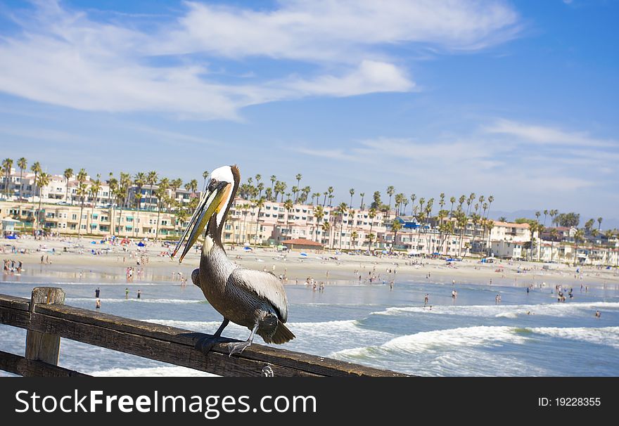 A pelican rests on the pier overlooking Oceanside, California on a sunny day. Near San Diego. A pelican rests on the pier overlooking Oceanside, California on a sunny day. Near San Diego