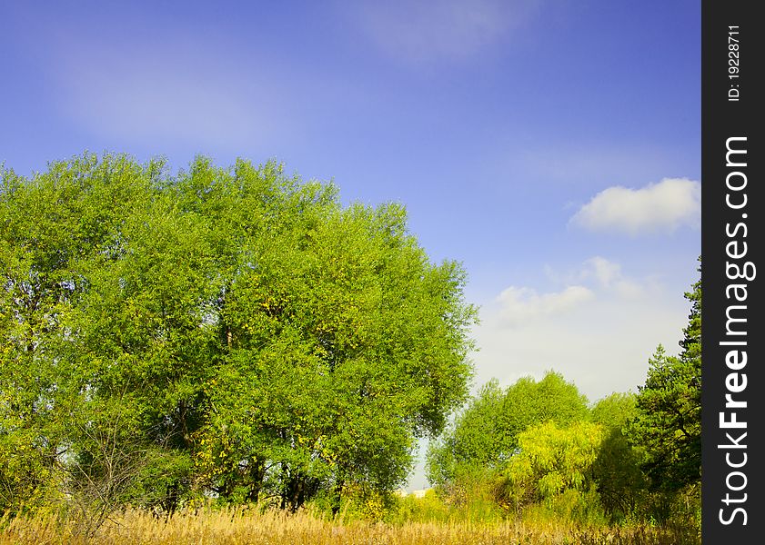 Summer landscape: the bright foliage of the trees, grass and sky. Summer landscape: the bright foliage of the trees, grass and sky