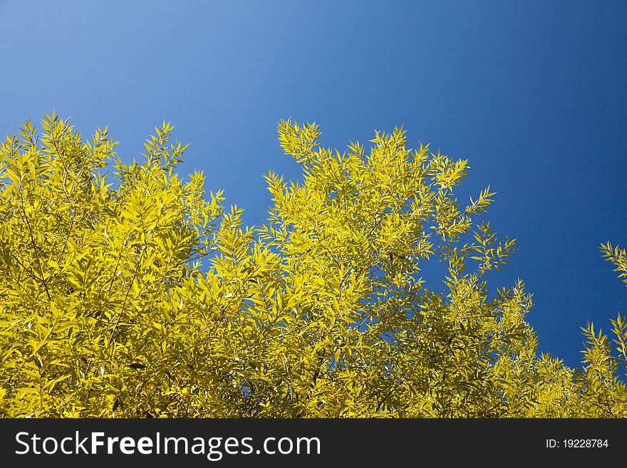 Autumn landscape: the bright yellow foliage of willow against the blue sky