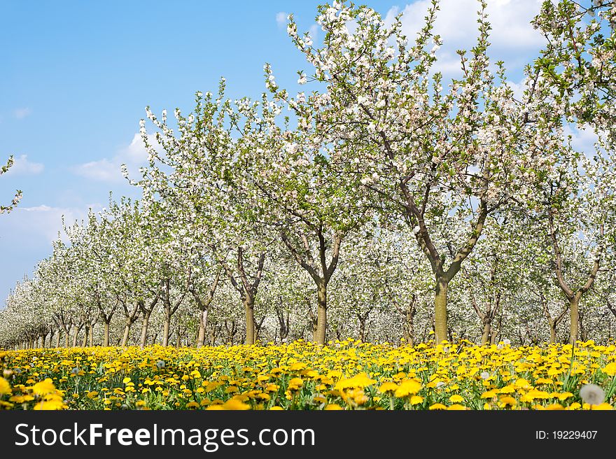 Orchard  In Spring