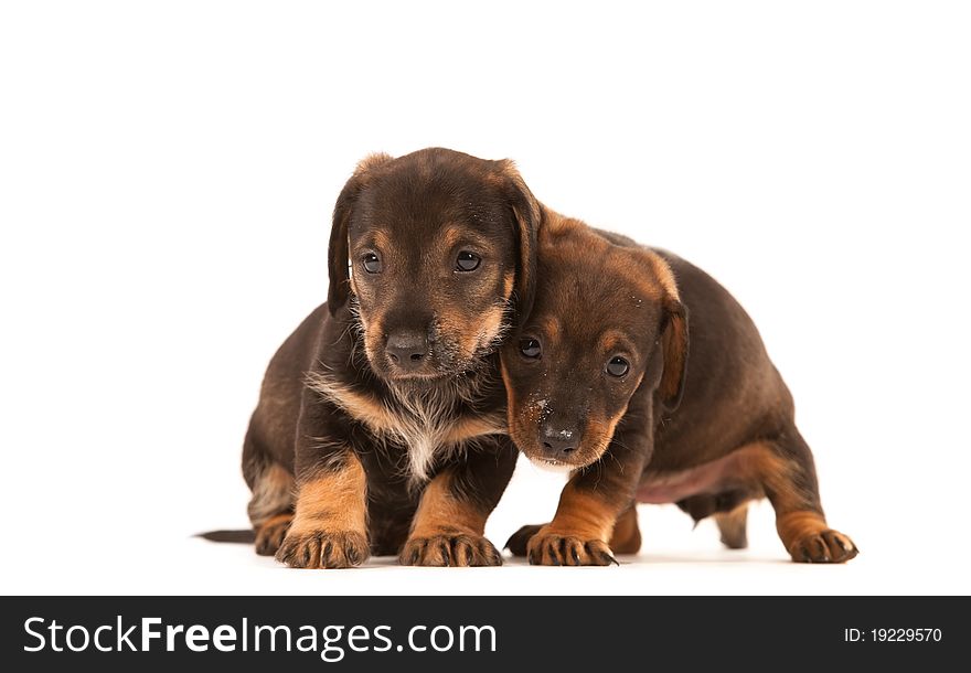 Dachshund puppies with Messy mouthes embracing - together forever, isolated on white. Dachshund puppies with Messy mouthes embracing - together forever, isolated on white