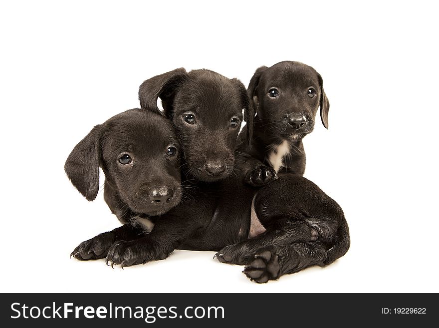 Black bachshund puppies with Messy mouthes embracing, isolated on white. Black bachshund puppies with Messy mouthes embracing, isolated on white