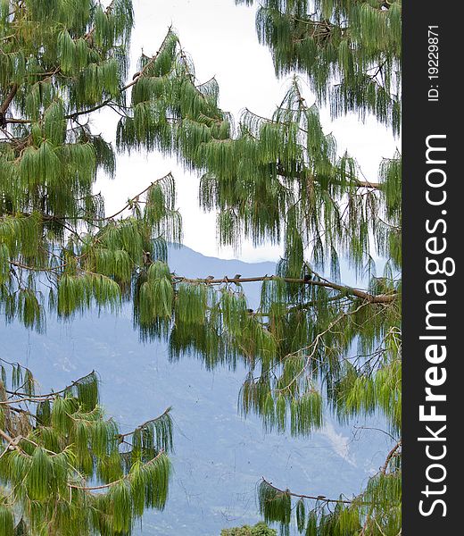 See through the leaves of two trees with mountains in the background