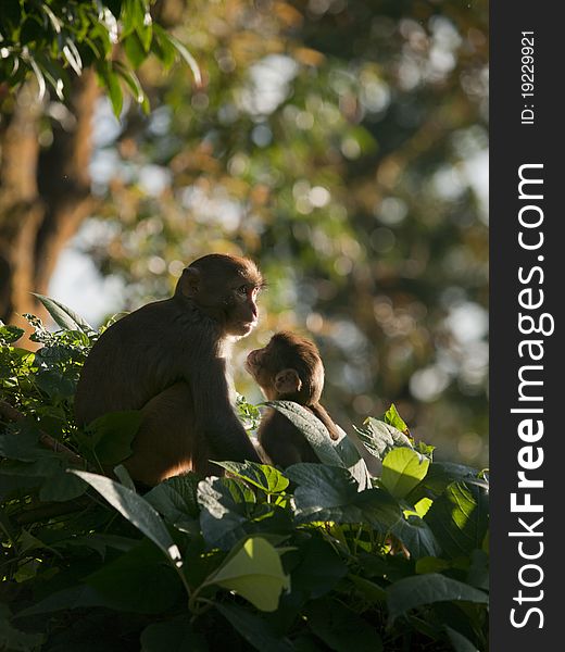 A mother macaque shows affection for her cute young. A mother macaque shows affection for her cute young